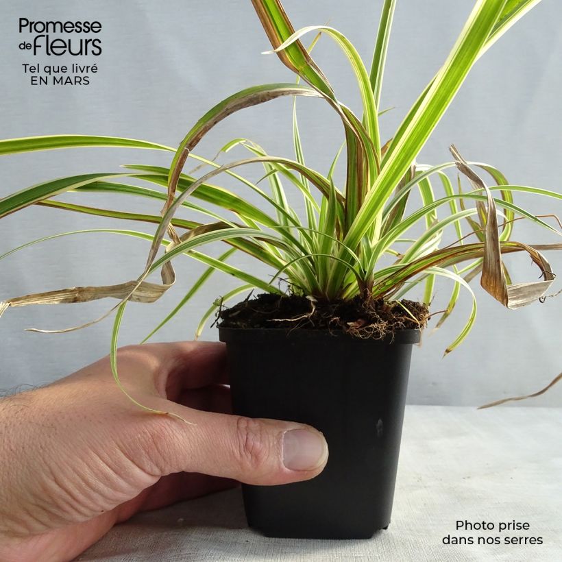 Exemplar von Carex morrowii subsp. foliosissima Aureovariegata - Japan-Segge Kleine Töpfe von 8/9 cm wie im Frühjahr geliefert