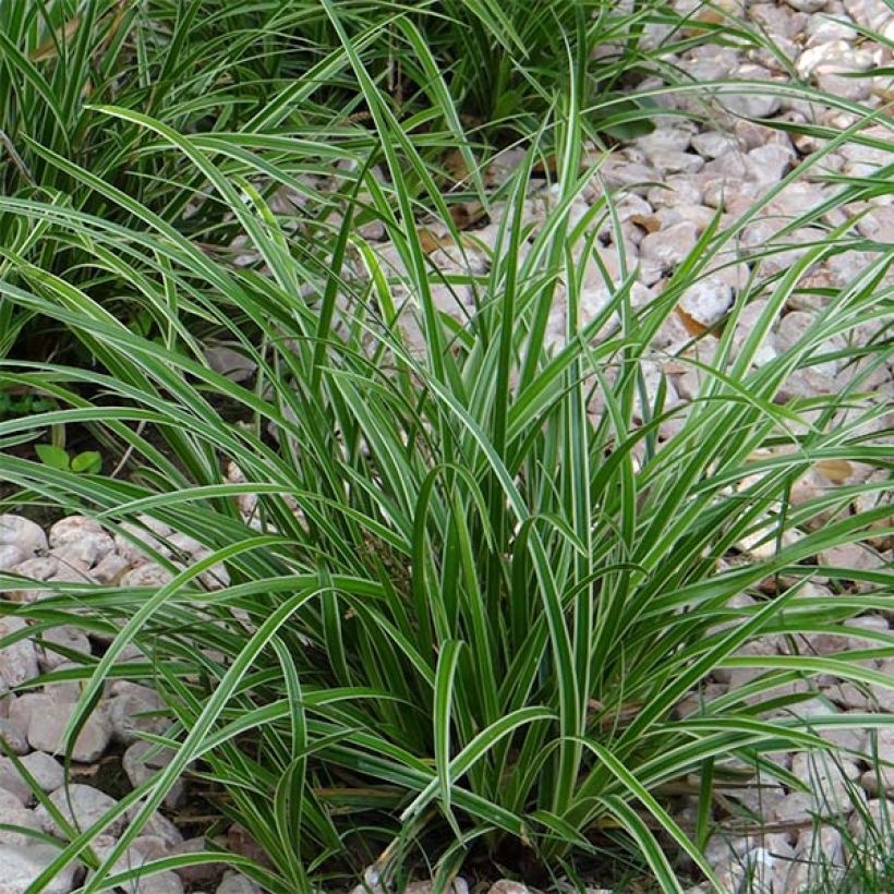 Carex morrowii Ice Dance - Japan-Segge (Plant habit)