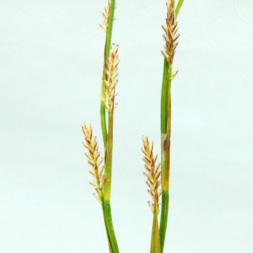 Carex morrowii Ice Dance - Japan-Segge (Flowering)
