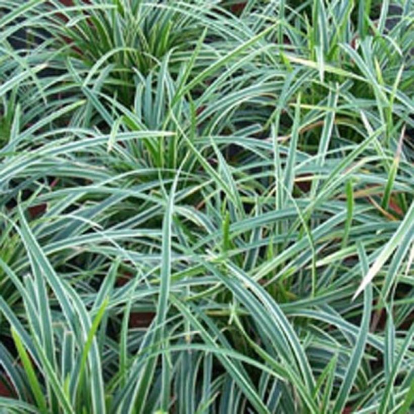 Carex morrowii Ice Dance - Japan-Segge (Foliage)