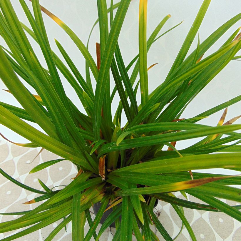 Carex morrowii subsp. foliosissima Irish Green - Japan-Segge (Foliage)