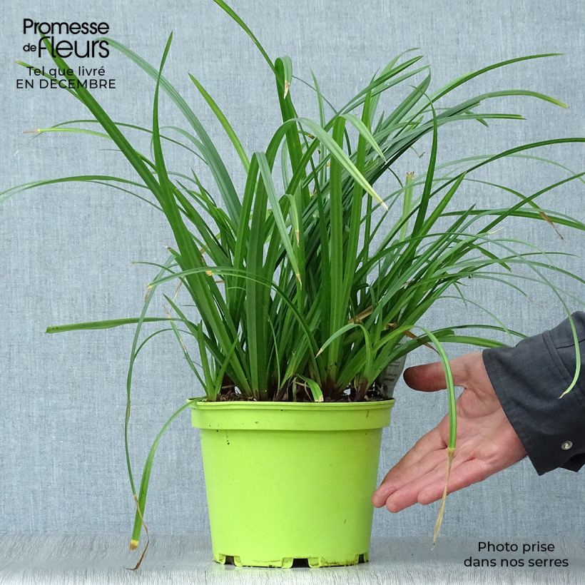 Exemplar von Carex morrowii subsp. foliosissima Irish Green - Japan-Segge Topf mit 2L/3L wie im Winter geliefert