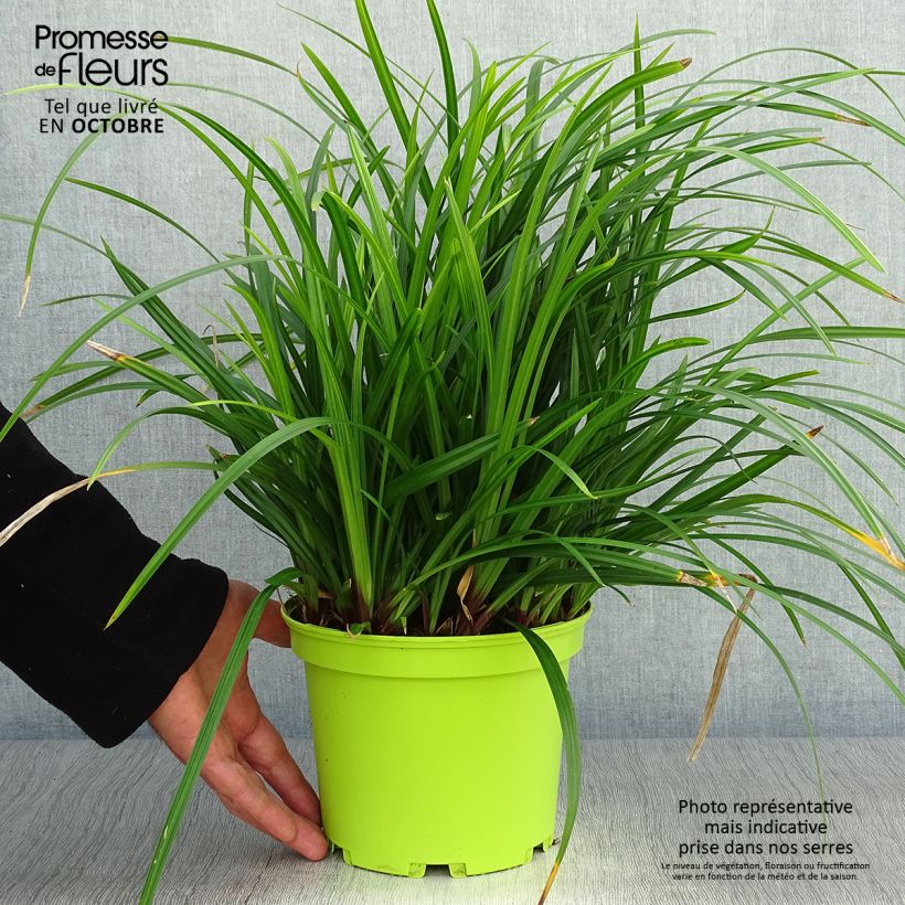 Example of Carex morrowii subsp. foliosissima Irish Green - Japan-Segge Topf mit 2L/3L as you get in automne