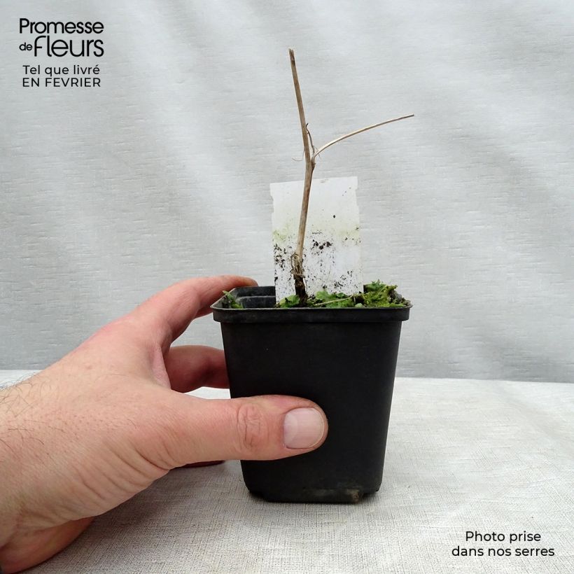 Exemplar von Carex morrowii Variegata - Japan-Segge Topf mit 1L/1,5L wie im Winter geliefert