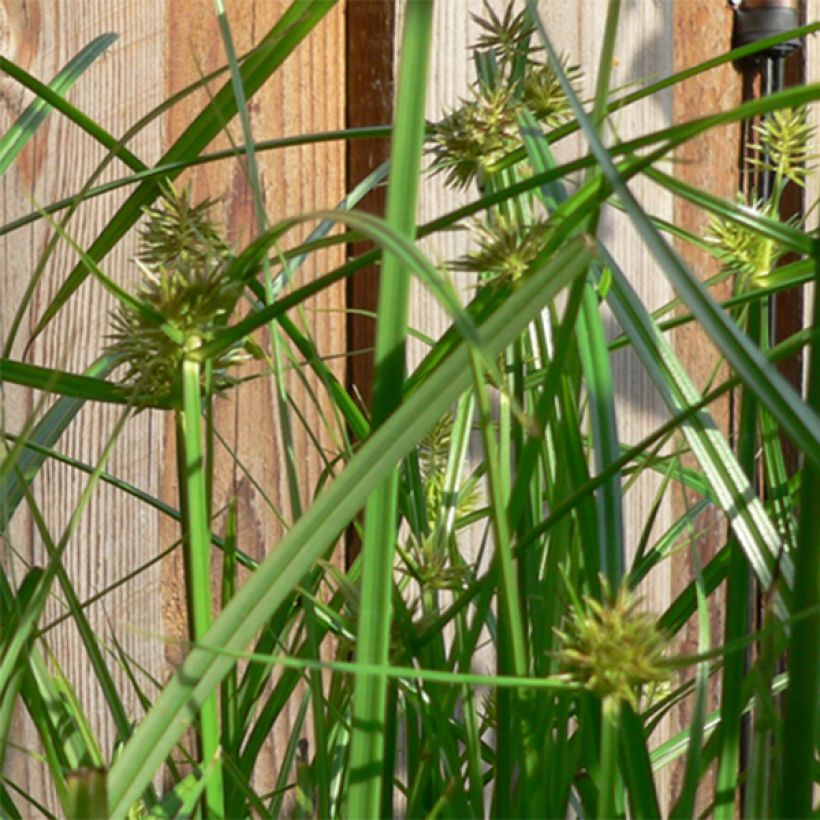 Carex muskingumensis - Palmwedel-Segge (Flowering)