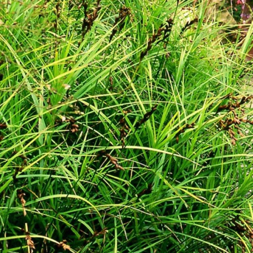 Carex muskingumensis - Palmwedel-Segge (Plant habit)