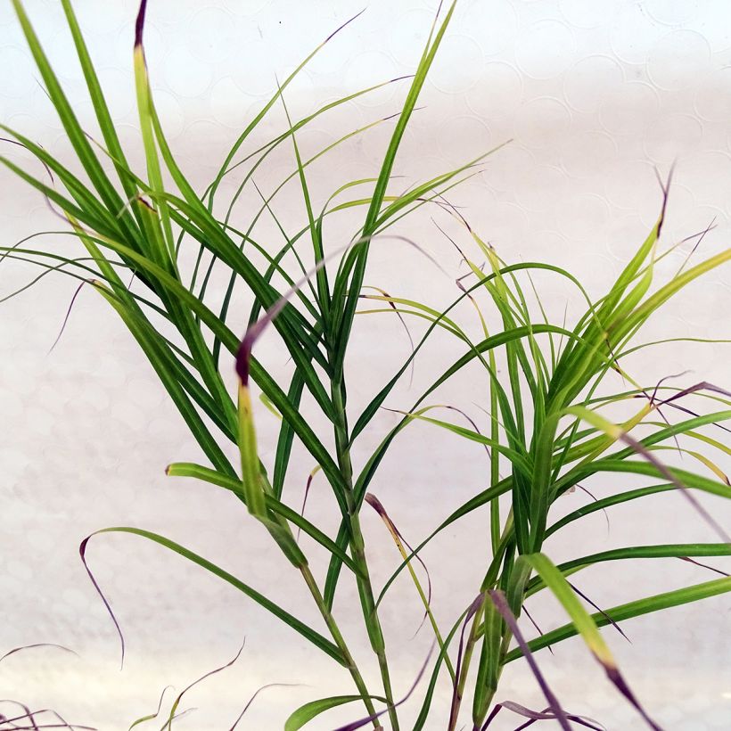 Carex muskingumensis - Palmwedel-Segge (Foliage)