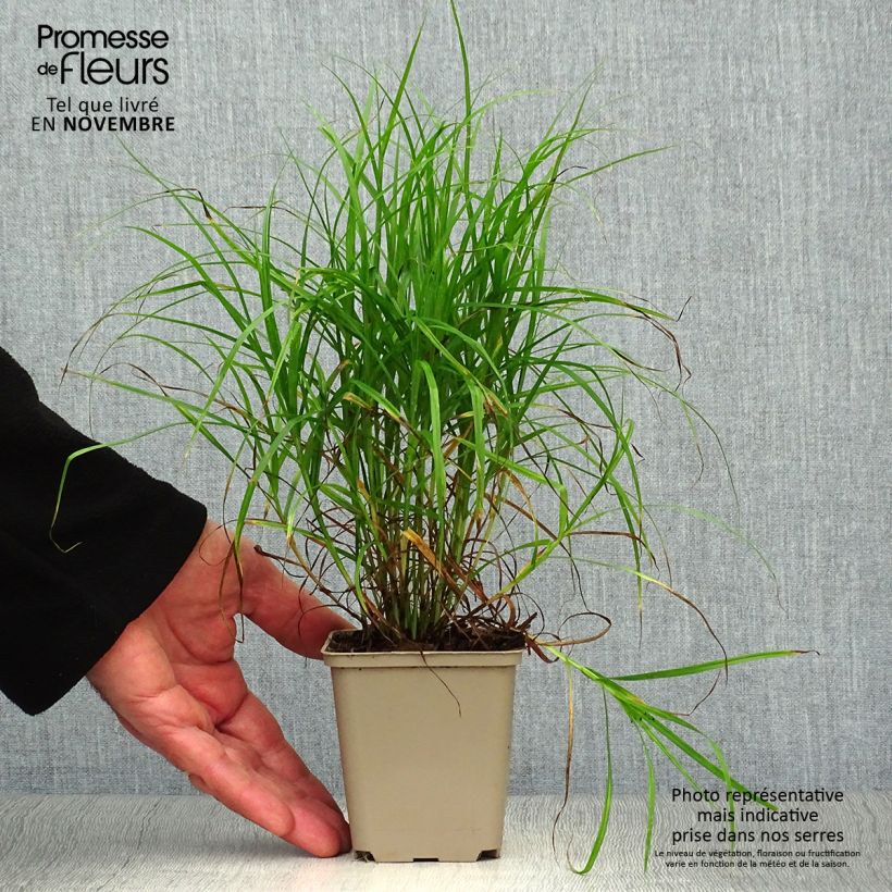 Example of Carex muskingumensis - Palmwedel-Segge Kleine Töpfe von 8/9 cm as you get in automne