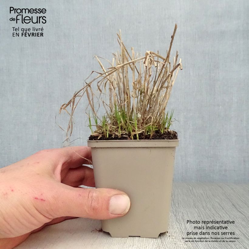 Exemplar von Carex muskingumensis Little Midge - Palmwedel-Segge Kleine Töpfe von 8/9 cm wie im Winter geliefert