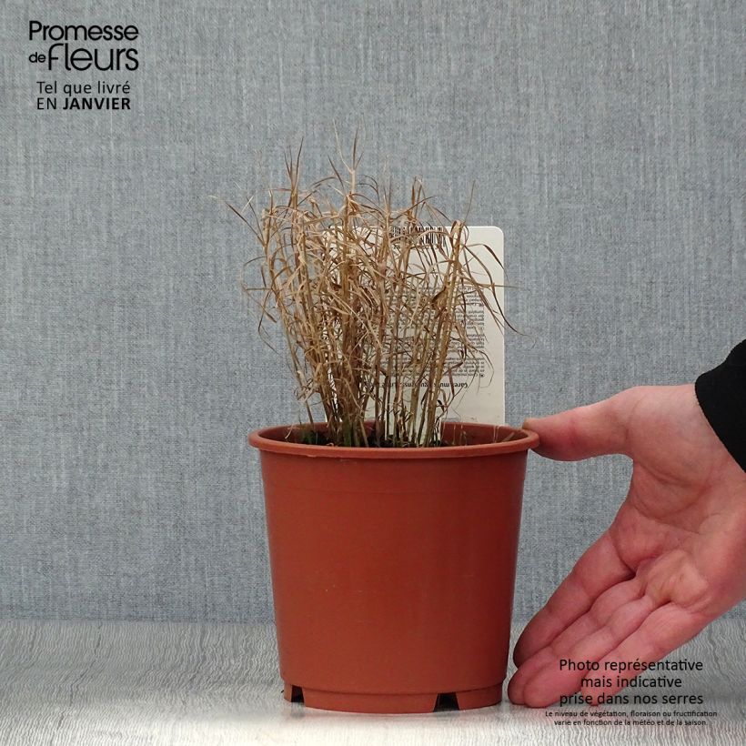 Exemplar von Carex muskingumensis Little Midge - Palmwedel-Segge Topf mit 1L/1,5L wie im Winter geliefert