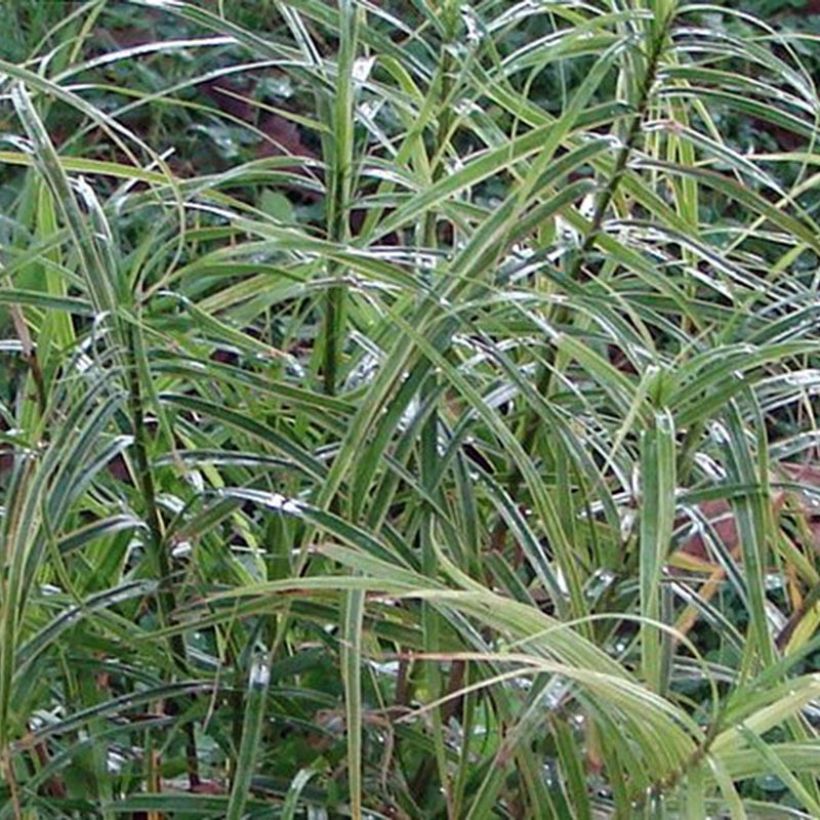 Carex muskingumensis Oehme - Palmwedel-Segge (Foliage)