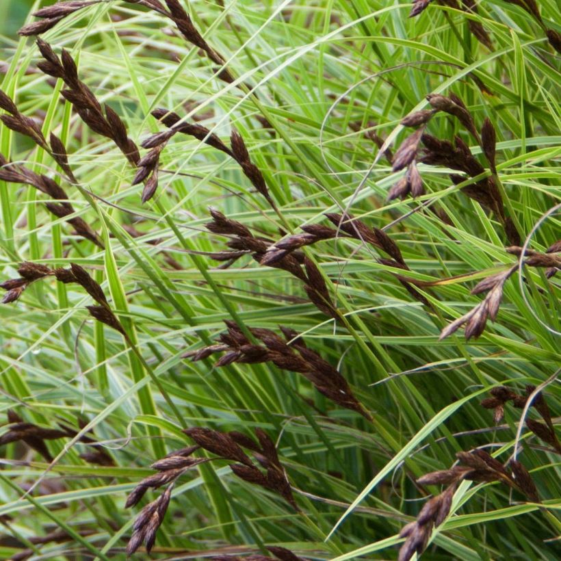 Carex muskingumensis Oehme - Palmwedel-Segge (Flowering)