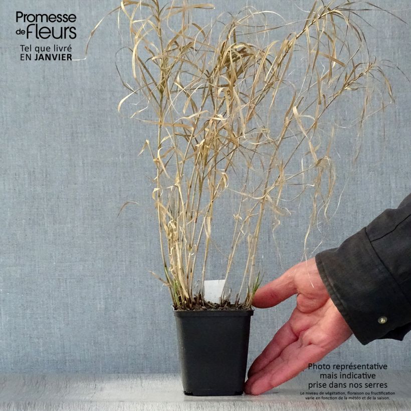 Exemplar von Carex muskingumensis Silberstreif - Palmwedel-Segge Kleine Töpfe von 8/9 cm wie im Winter geliefert