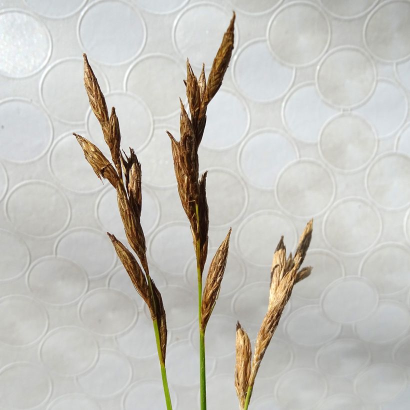 Carex muskingumensis Silberstreif - Palmwedel-Segge (Flowering)