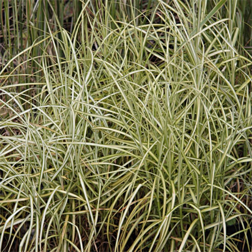 Carex muskingumensis Silberstreif - Palmwedel-Segge (Foliage)