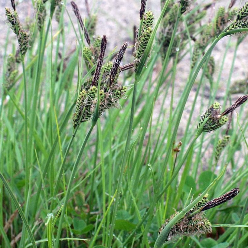 Carex nigra - Kleinblütige Segge (Foliage)