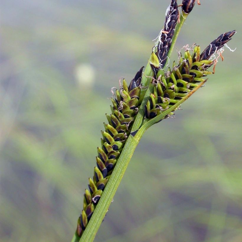 Carex nigra - Kleinblütige Segge (Flowering)