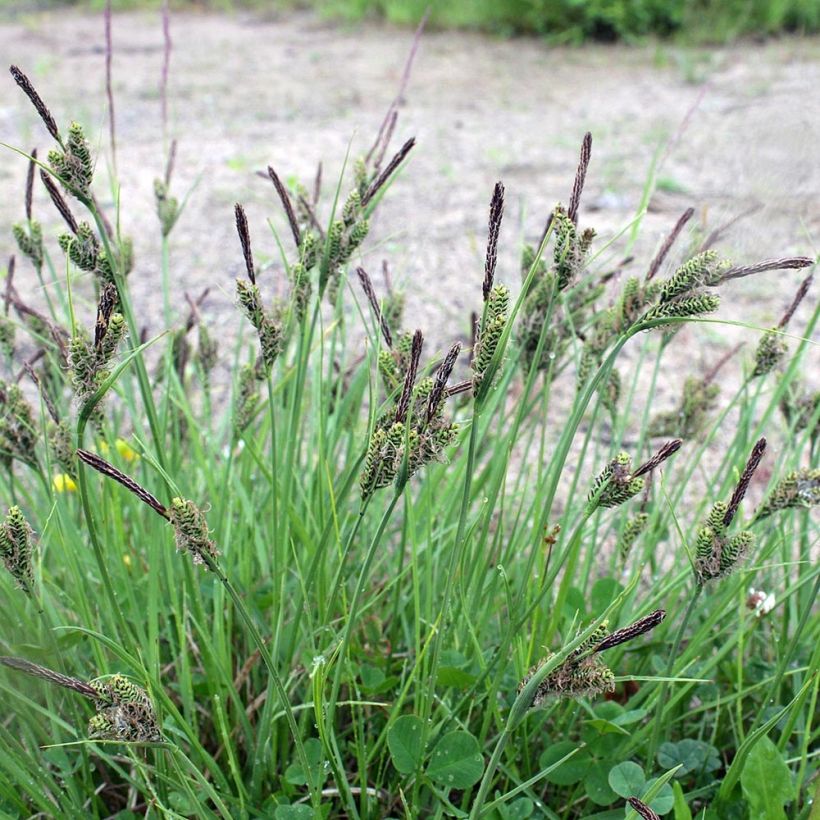 Carex nigra - Kleinblütige Segge (Plant habit)