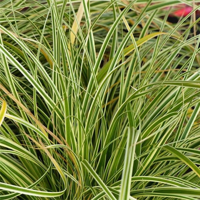 Carex oshimensis Evercream - Oshima-Segge (Foliage)