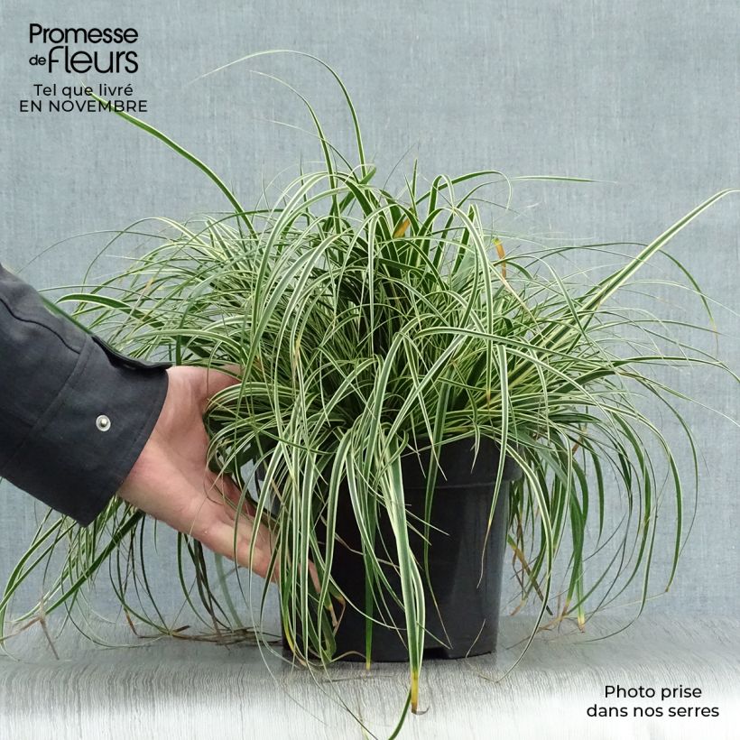 Example of Carex oshimensis Evercream - Oshima-Segge Topf mit 2L/3L as you get in automne