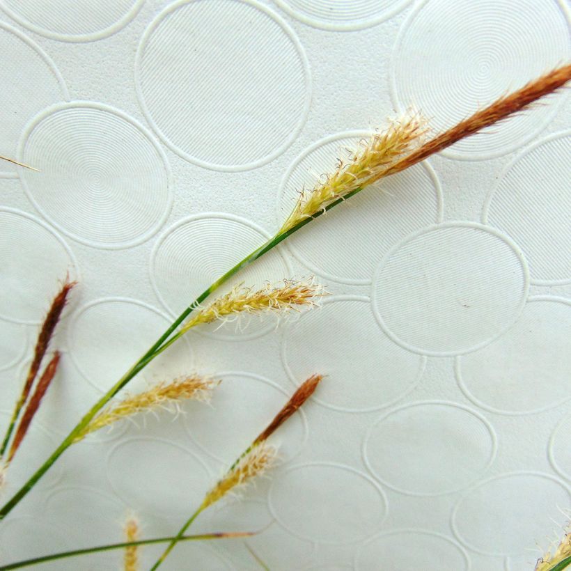 Carex oshimensis Evercream - Oshima-Segge (Flowering)
