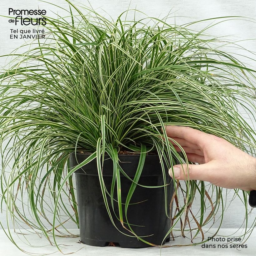 Exemplar von Carex oshimensis Evercream - Oshima-Segge Topf mit 2L/3L wie im Winter geliefert