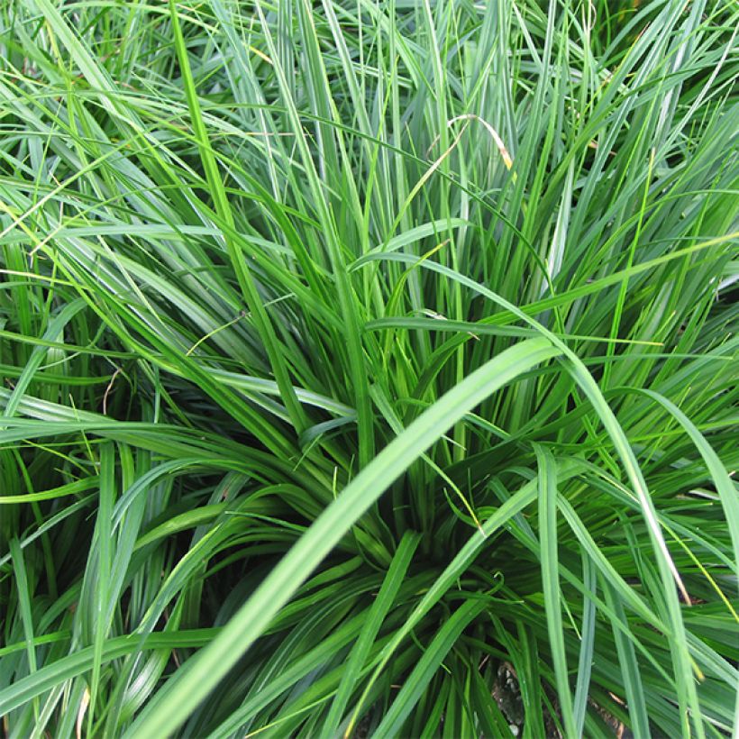 Carex oshimensis Evergreen - Oshima-Segge (Foliage)