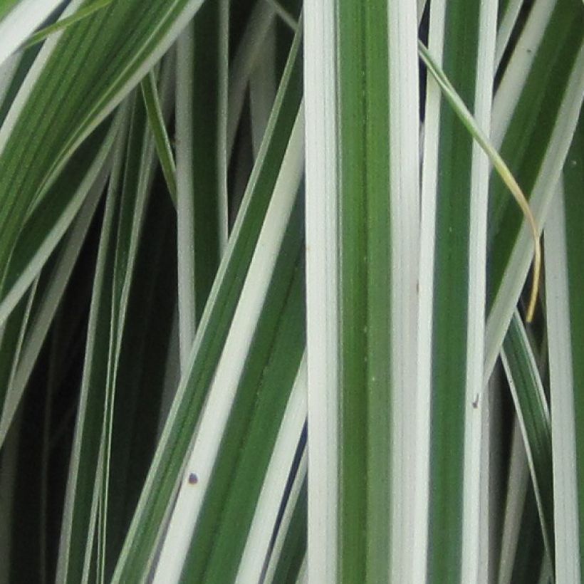 Carex oshimensis Everest - Oshima-Segge (Foliage)