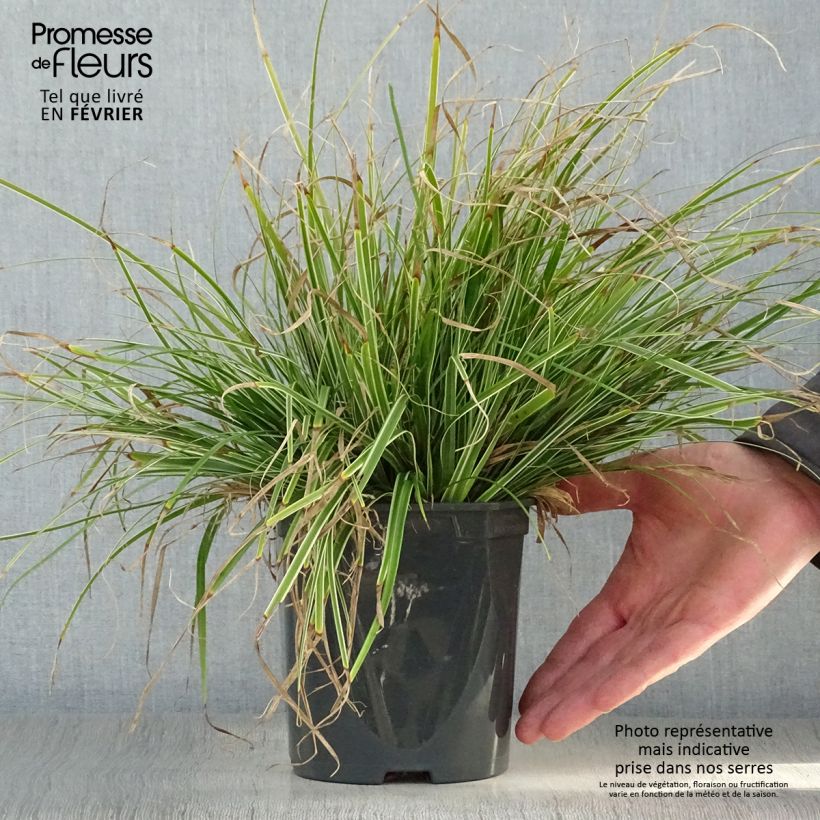 Exemplar von Carex oshimensis Everest - Oshima-Segge Topf mit 2L/3L wie im Winter geliefert