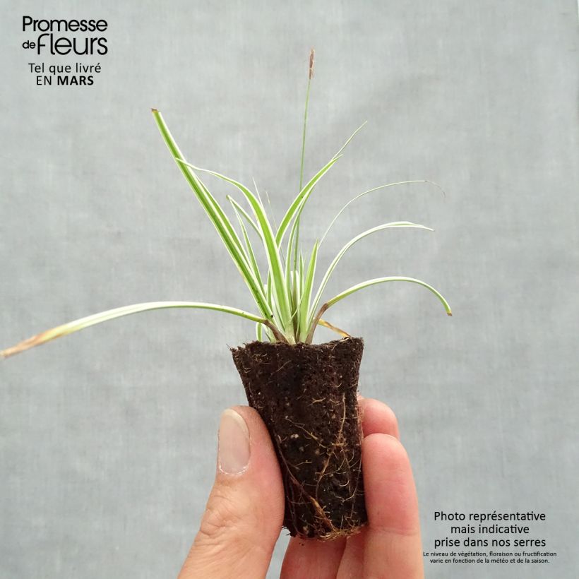 Example of Carex oshimensis Everest - Oshima-Segge Mini-Plug Ø 3/4 cm as you get in printemps