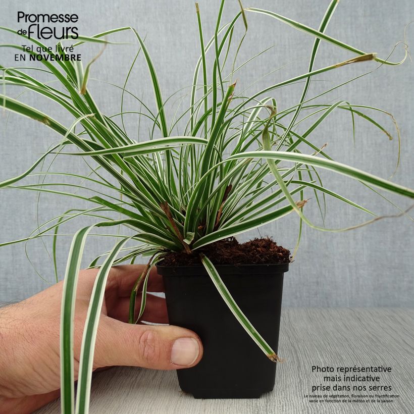 Example of Carex oshimensis Everest - Oshima-Segge Kleine Töpfe von 8/9 cm as you get in automne