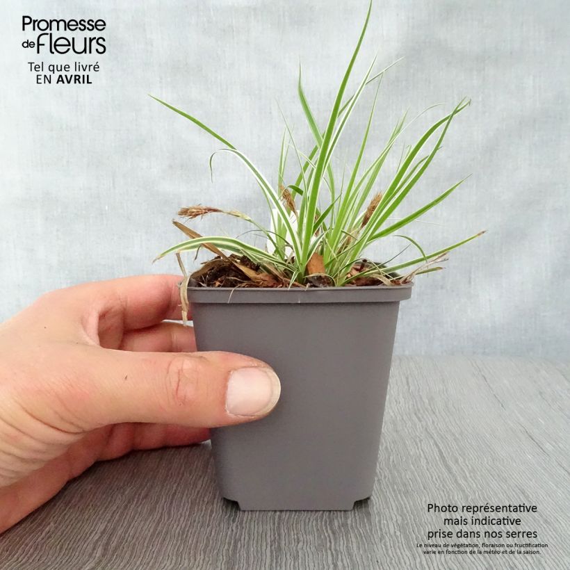 Exemplar von Carex oshimensis Everest - Oshima-Segge Kleine Töpfe von 8/9 cm wie im Frühjahr geliefert