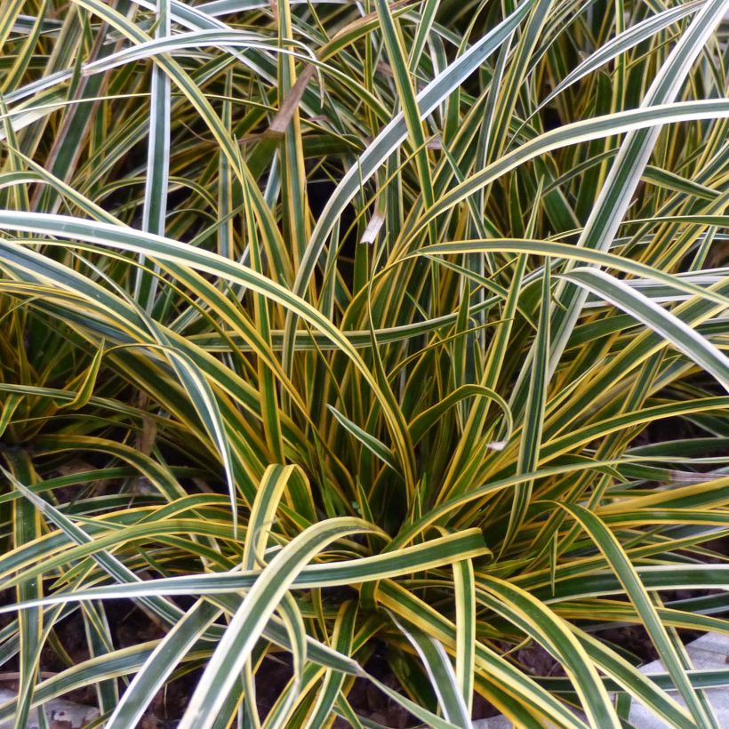 Carex oshimensis Everglow - Oshima-Segge (Foliage)