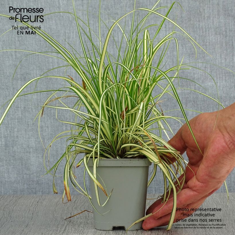Exemplar von Carex oshimensis Evergold - Oshima-Segge Kleine Töpfe von 8/9 cm wie im Frühjahr geliefert