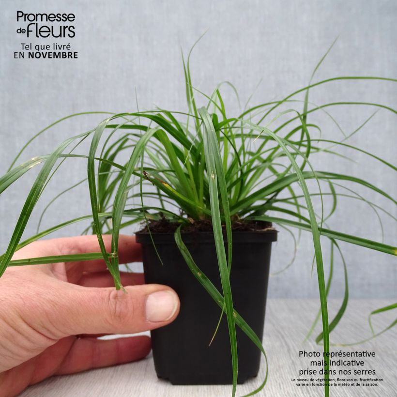 Example of Carex oshimensis Evergreen - Oshima-Segge Kleine Töpfe von 8/9 cm as you get in automne