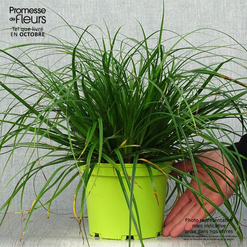 Example of Carex oshimensis Evergreen - Oshima-Segge Topf mit 2L/3L as you get in automne