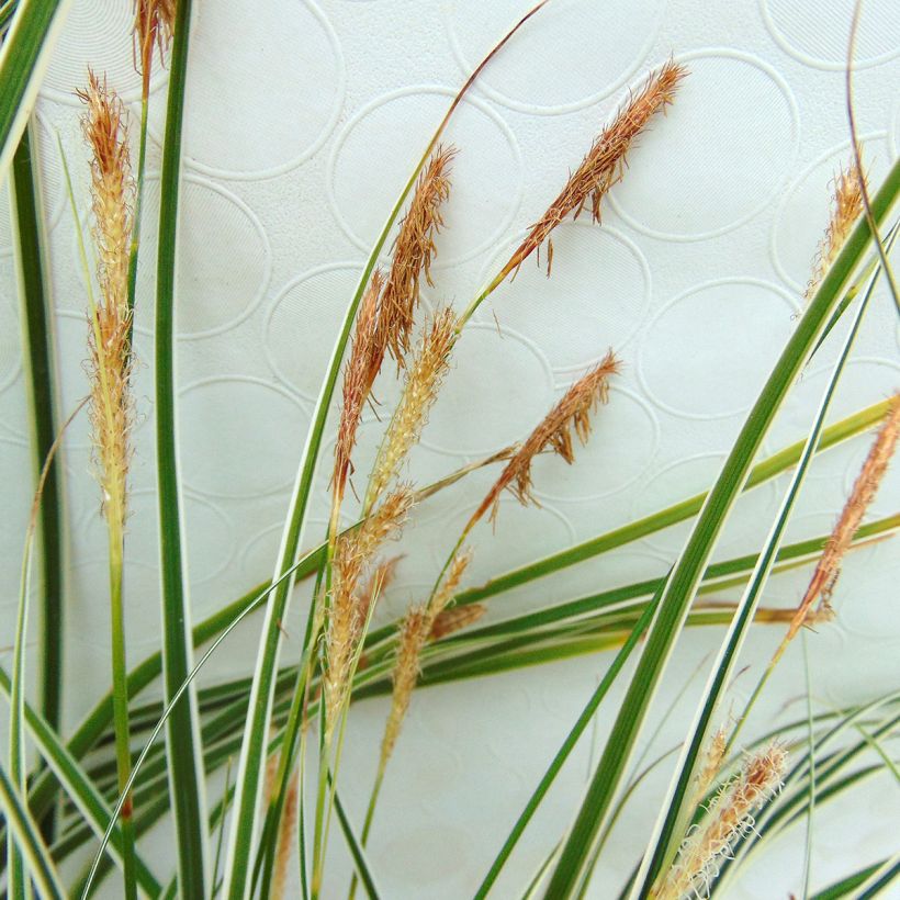 Carex oshimensis Everillo - Oshima-Segge (Flowering)