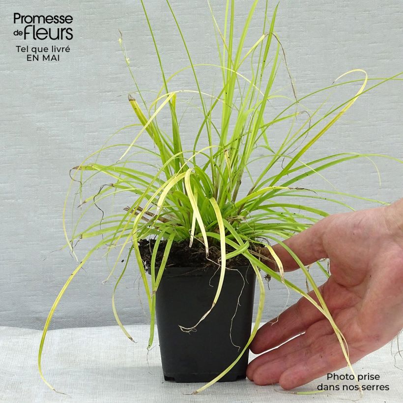 Exemplar von Carex oshimensis Everillo - Oshima-Segge Kleine Töpfe von 8/9 cm wie im Frühjahr geliefert