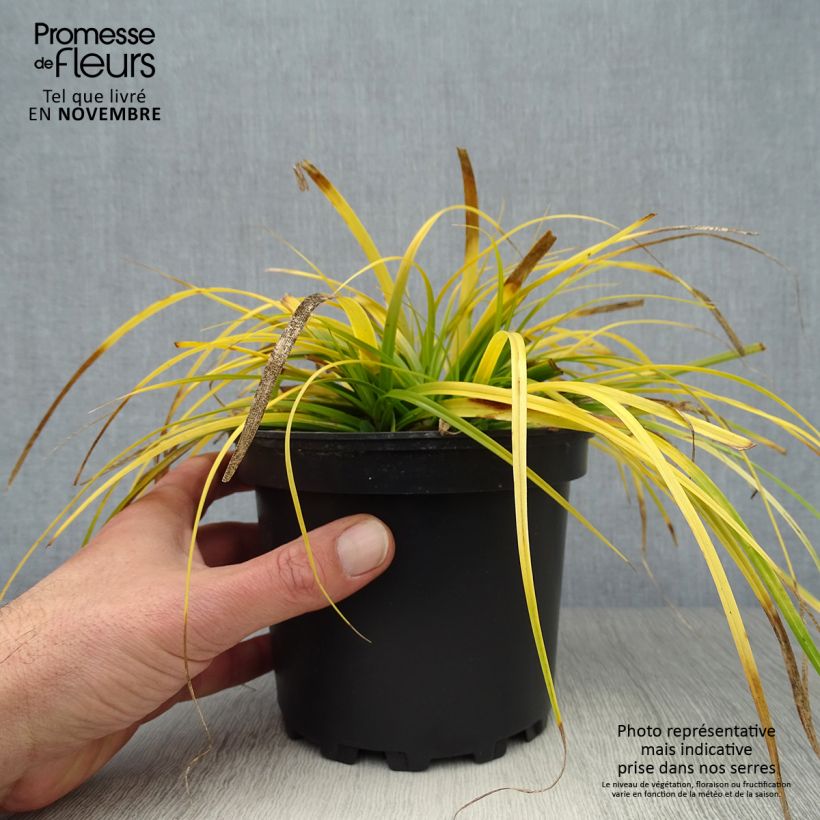 Example of Carex oshimensis Everillo - Oshima-Segge Topf mit 2L/3L as you get in automne