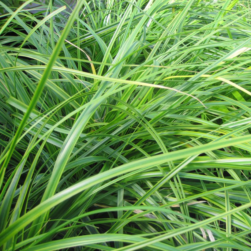 Carex oshimensis EverColor Everlime - Oshima-Segge (Foliage)