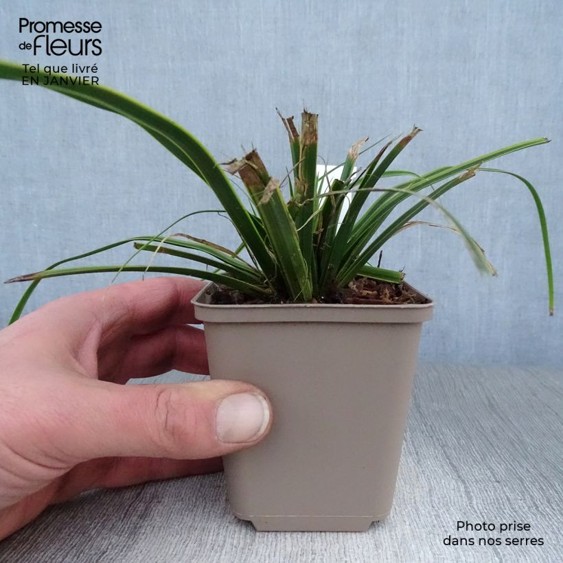 Exemplar von Carex oshimensis EverColor Everlime - Oshima-Segge Kleine Töpfe von 8/9 cm wie im Winter geliefert