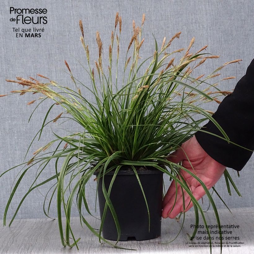 Exemplar von Carex oshimensis EverColor Everlime - Oshima-Segge Topf mit 2L/3L wie im Winter geliefert