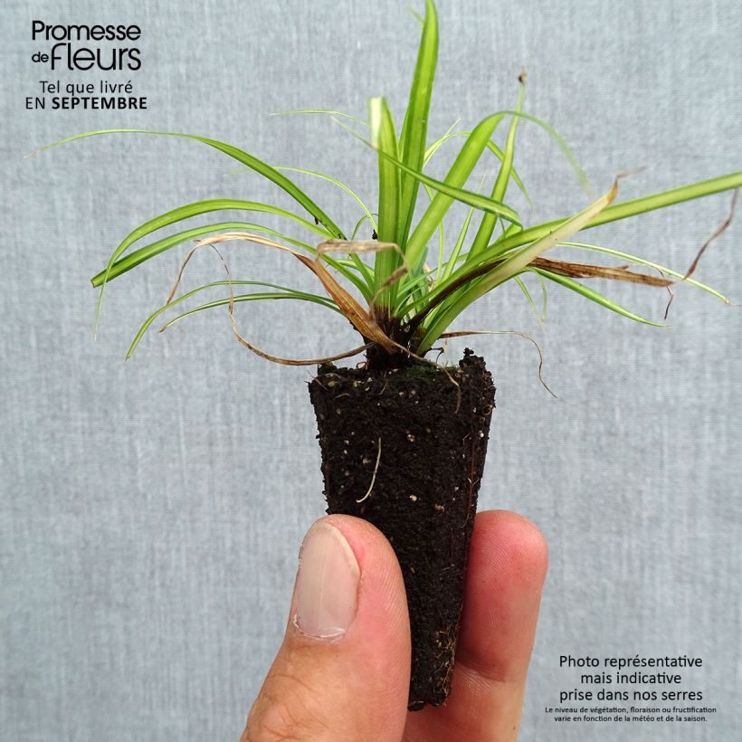 Example of Carex oshimensis EverColor Eversheen - Oshima-Segge Mini-Plug Ø 3/4 cm as you get in automne