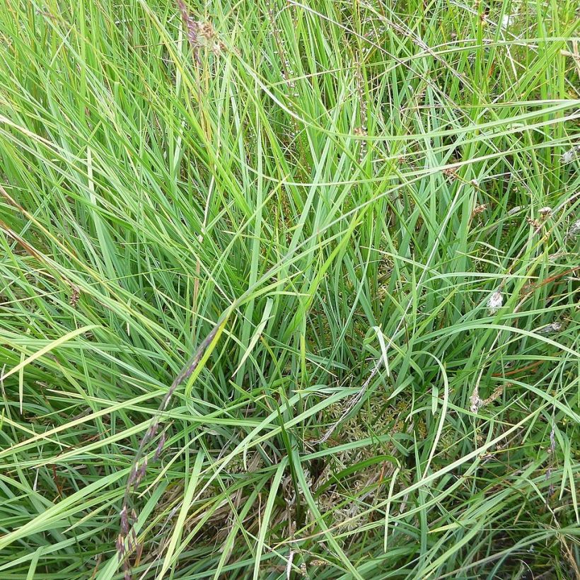 Carex panicea - Hirse-Segge (Foliage)