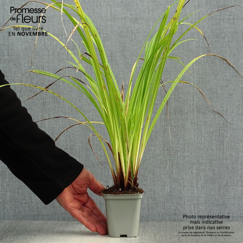 Example of Carex pendula - Hänge-Segge Kleine Töpfe von 8/9 cm as you get in automne