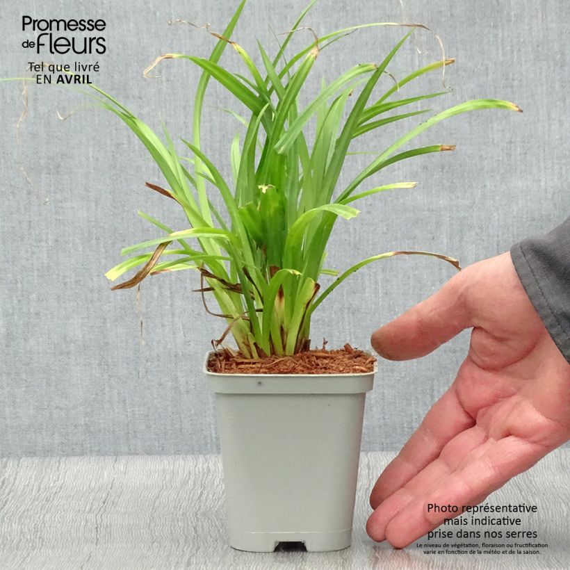 Exemplar von Carex pendula - Hänge-Segge Kleine Töpfe von 8/9 cm wie im Frühjahr geliefert