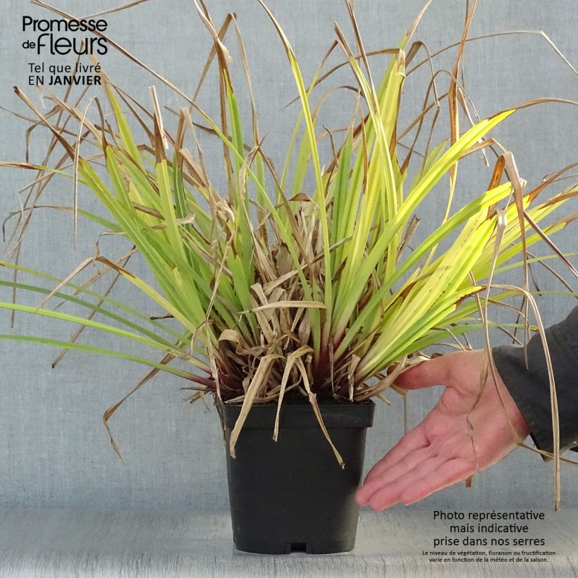 Exemplar von Carex pendula - Hänge-Segge Topf mit 2L/3L wie im Winter geliefert