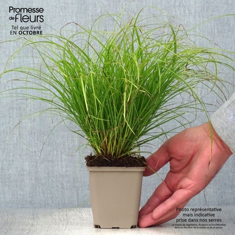 Example of Carex remota - Entferntährige Segge Kleine Töpfe von 8/9 cm as you get in automne