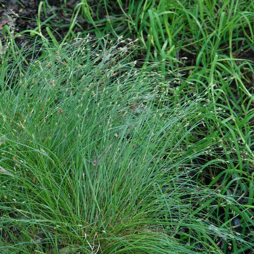 Carex remota - Entferntährige Segge (Plant habit)