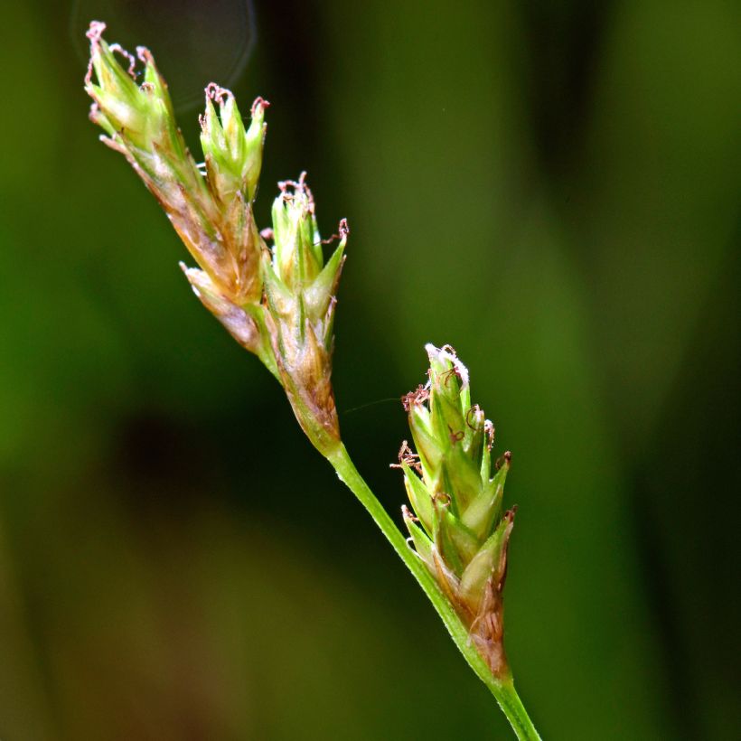 Carex remota - Entferntährige Segge (Flowering)